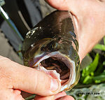 Mouth full of worms. This is the first trout I ever caught that was stuffed to the brim with ordinary earthworms, thanks to living in a pool of a meadow stream with eroding soil banks. There were also some cranefly larvae in its gullet. From Slough Creek in Wyoming.