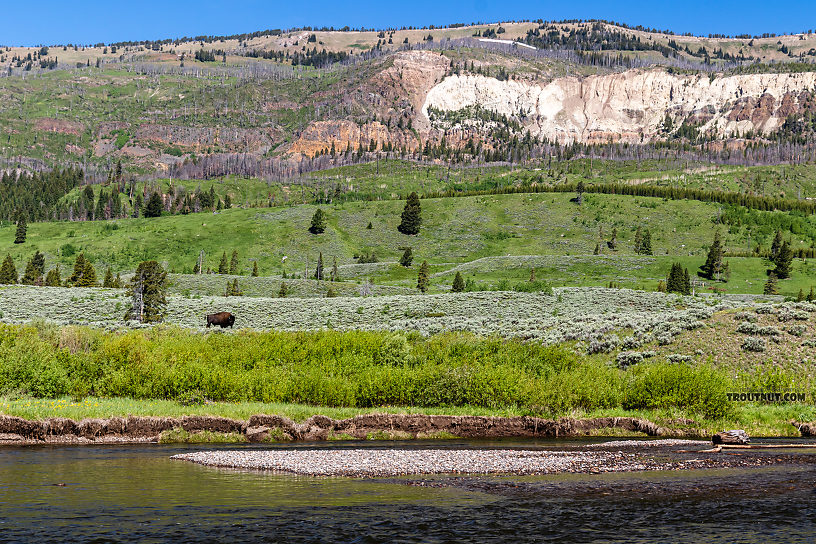 Bison across Slough Creek From Slough Creek in Wyoming.