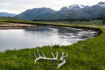 Natural elk skull alongside Slough Creek From Slough Creek in Wyoming.