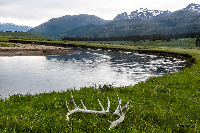 Natural elk skull alongside Slough Creek From Slough Creek in Wyoming.