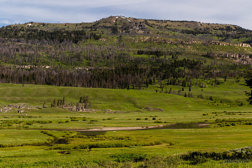  From Slough Creek in Wyoming.