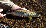  From the Gibbon River in Wyoming.