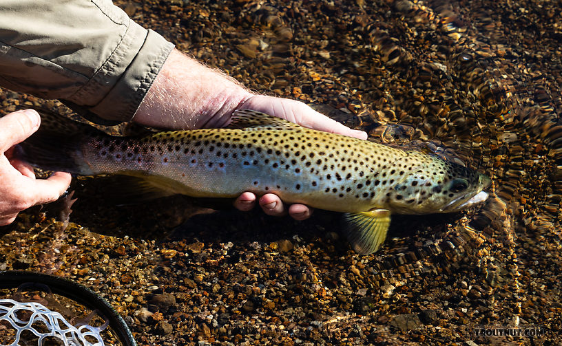  From the Gibbon River in Wyoming.