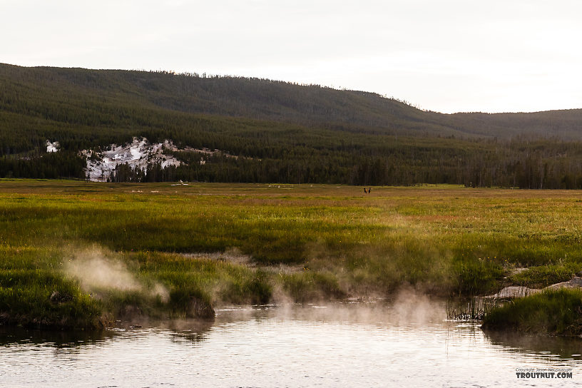 Two elk watching us fish from across the Gibbon meadows From the Gibbon River in Wyoming.