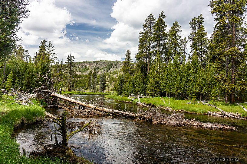  From the Firehole River in Wyoming.