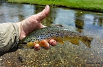  From the Firehole River in Wyoming.