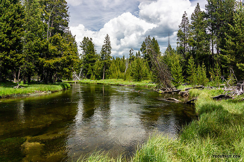  From the Firehole River in Wyoming.