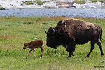  From the Firehole River in Wyoming.