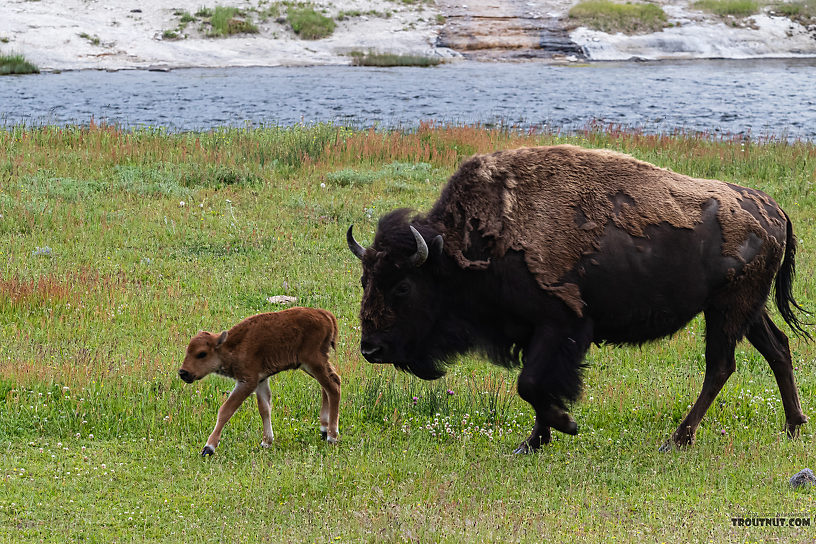  From the Firehole River in Wyoming.