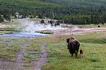  From the Firehole River in Wyoming.