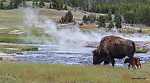  From the Firehole River in Wyoming.