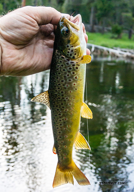  From the Firehole River in Wyoming.