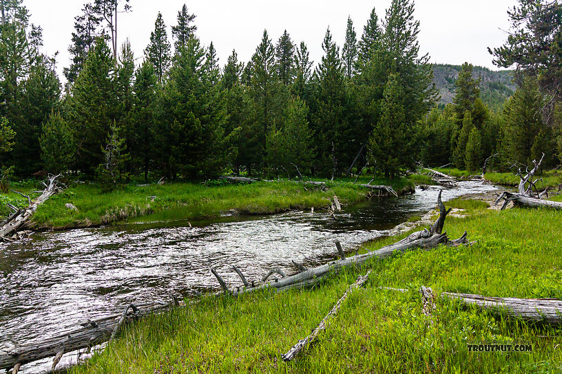 Little Firehole From the Little Firehole River in Wyoming.