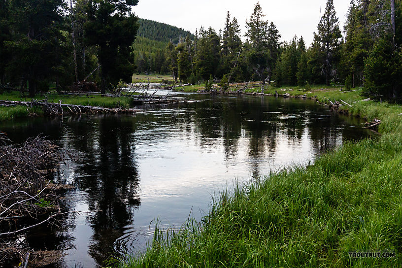  From the Firehole River in Wyoming.