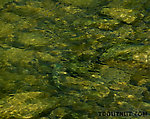 This nice brown trout was so well-camouflaged at the bottom of the stream that he required a zoom lens, polarizing filter, and digital contrast enhancement to photograph.  My friend Ian and I watched from the bridge as this big trout fed on nymphs for several minutes, and then we took turns trying to catch it.  The selective brown practically laughed us off the river. From Willowemoc Creek in New York.