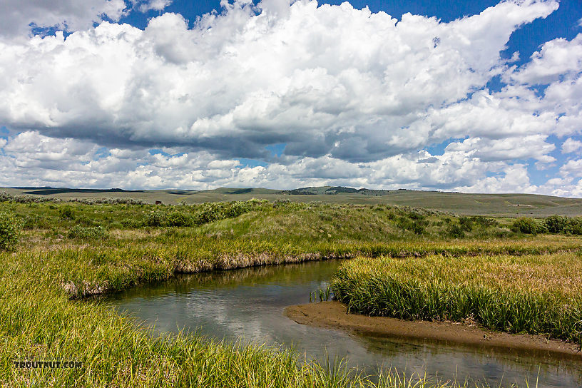  From Mystery Creek # 244 in Montana.