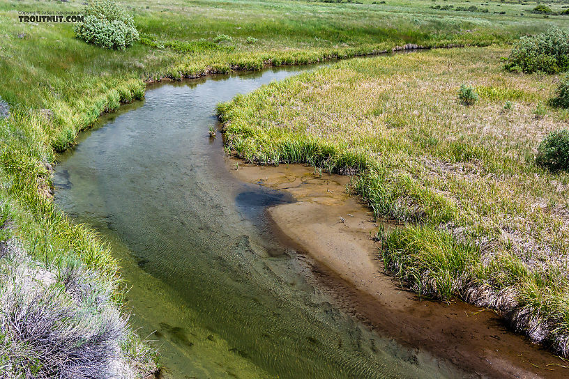  From Mystery Creek # 244 in Montana.