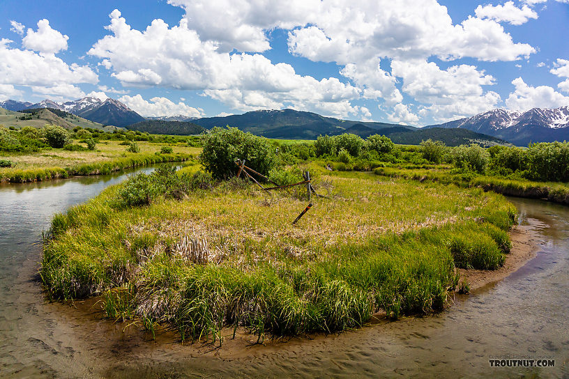  From Mystery Creek # 244 in Montana.