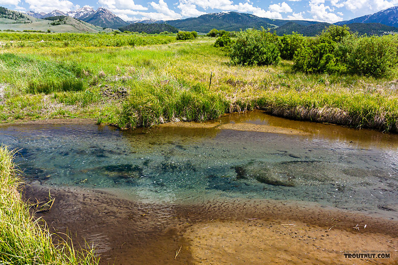  From Mystery Creek # 244 in Montana.