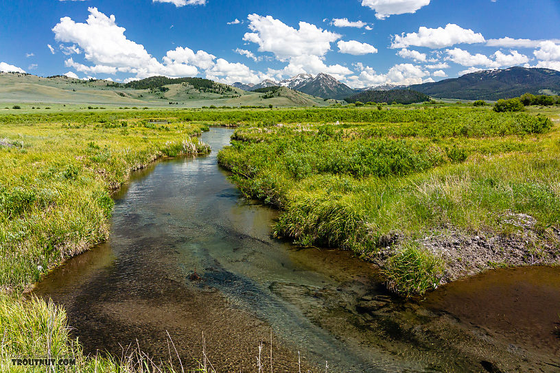  From Mystery Creek # 244 in Montana.