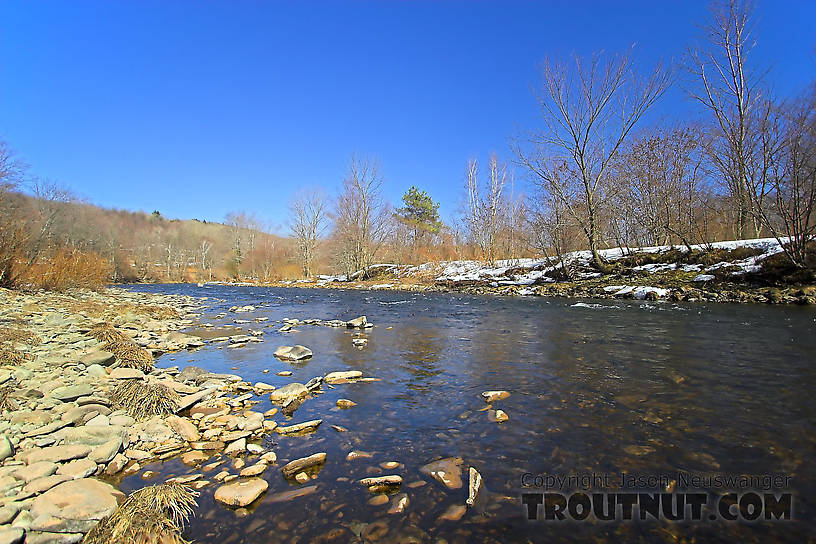  From Willowemoc Creek in New York.