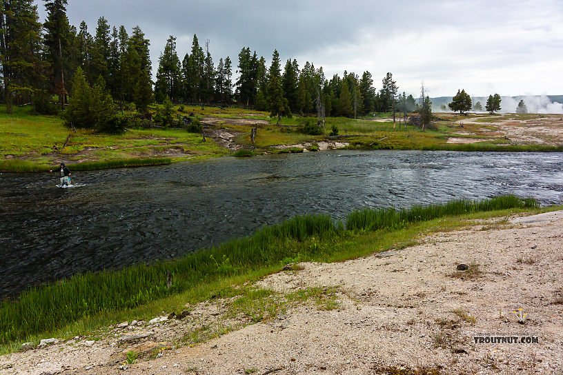  From the Firehole River in Wyoming.