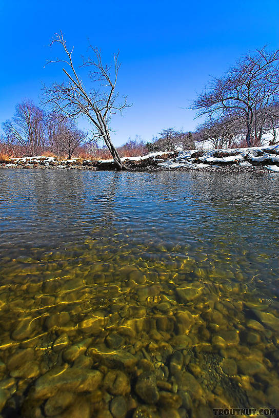  From Willowemoc Creek in New York.