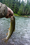  From the Gallatin River in Montana.