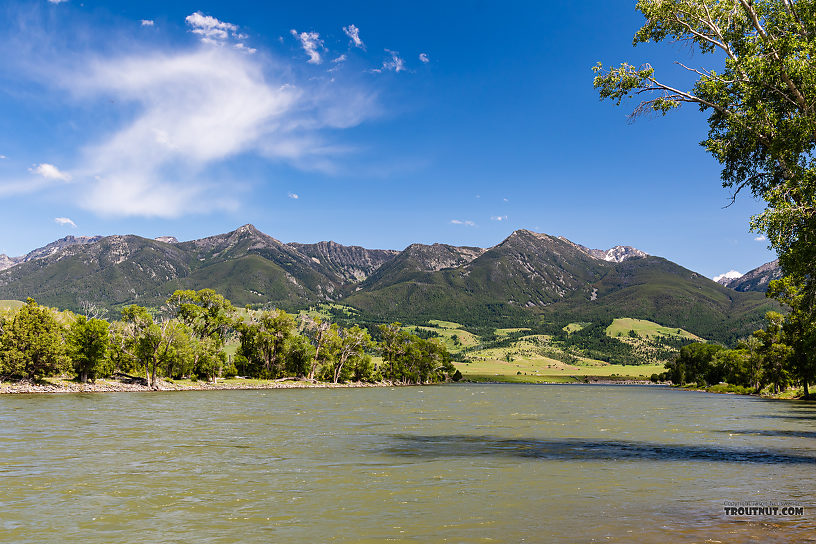 Yellowstone River at Mallard's Rest in Paradise Valley From the Yellowstone River in Montana.