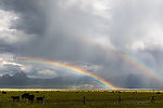 Typical scene along MT-287 driving down the Madison River valley... flat pastures backed by dramatic mountains and weather in all directions. From the Madison River in Montana.