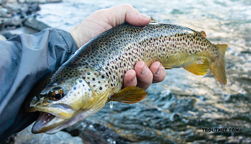  From the Madison River in Montana.