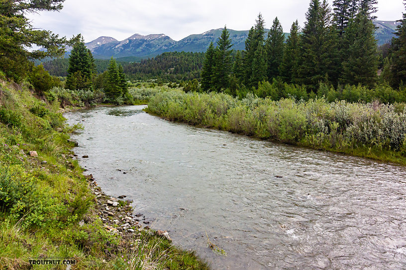  From the Ruby River in Montana.