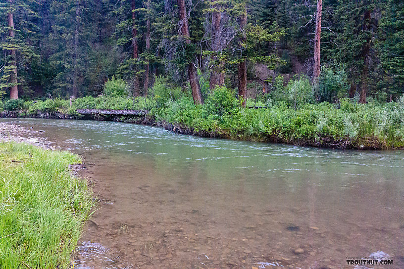  From the Ruby River in Montana.