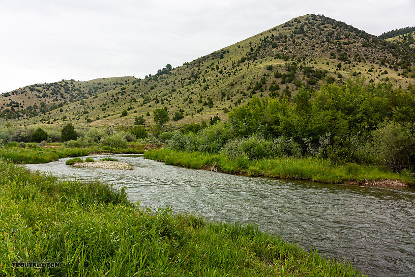  From the Ruby River in Montana.