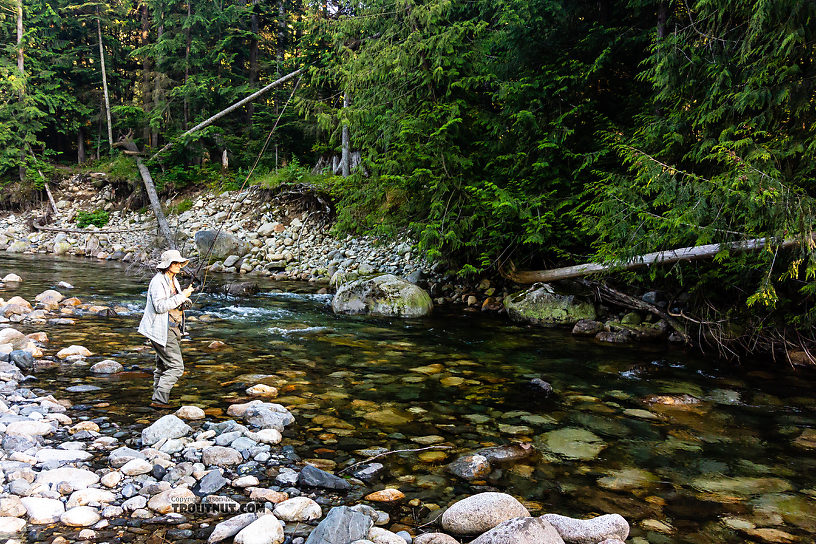  From the South Fork Snoqualmie River in Washington.