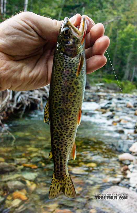 Pretty little coastal cutthroat from the South Fork. From the South Fork Snoqualmie River in Washington.