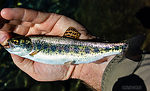 First fish of the day From Mystery Creek # 249 in Washington.