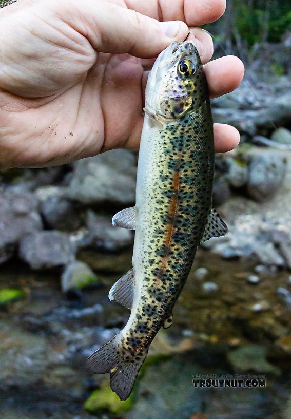 A nice redband rainbow. From Mystery Creek # 249 in Washington.