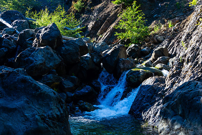 Below this pool, I caught a mixture of rainbows, westslope cutthroats, and a few apparent coastal cutthroats. Above it (and a canyon full of similar but not quite so extreme drops), there were only westslope cutthroat. From Mystery Creek # 249 in Washington.