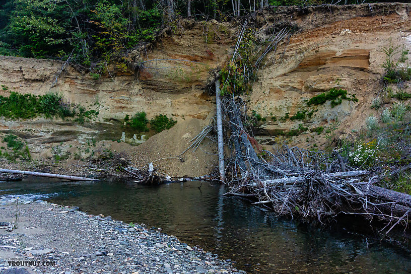 The road that used to follow the creek used to pass through what's now the air alongside that cutbank. From Mystery Creek # 249 in Washington.