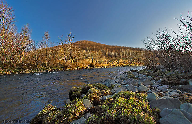  From Willowemoc Creek, Powerline Pool in New York.