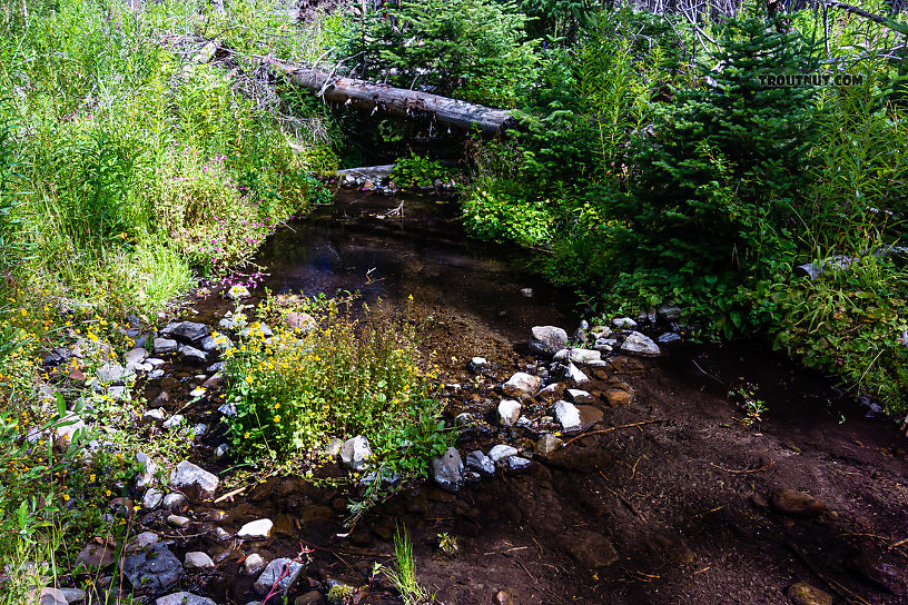  From Mystery Creek # 250 in Washington.