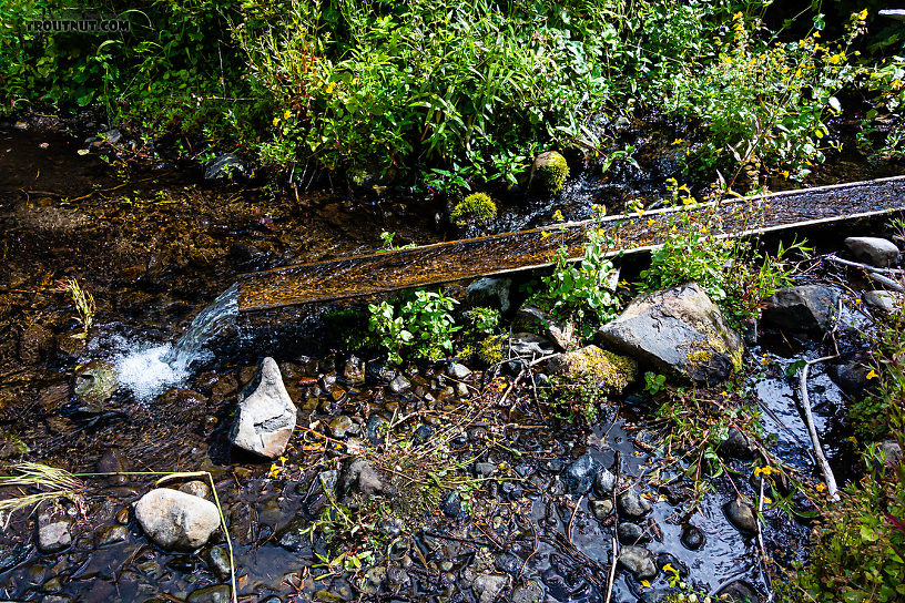  From Mystery Creek # 250 in Washington.