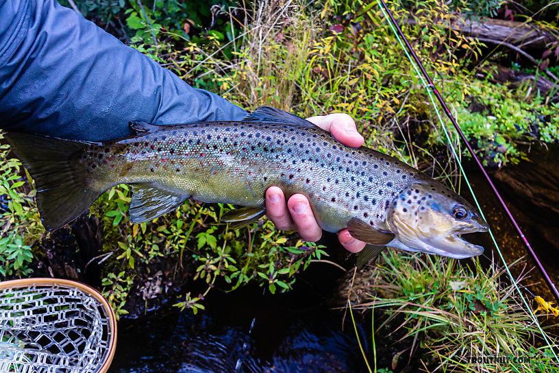 Feisty 17" brown From the Namekagon River in Wisconsin.