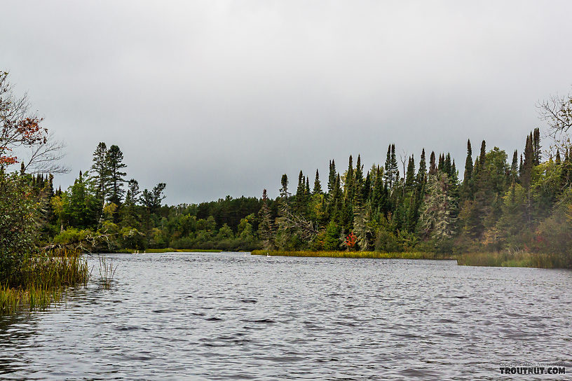 Swans on the Namekagon From the Namekagon River in Wisconsin.