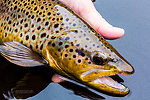 Beautiful almost 19" brown. From the Namekagon River in Wisconsin.