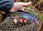 First brookie from Venison Creek From Mystery Creek # 56 in Wisconsin.