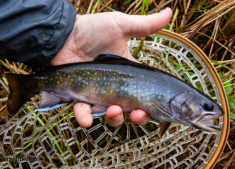 First brookie from Venison Creek From Mystery Creek # 56 in Wisconsin.