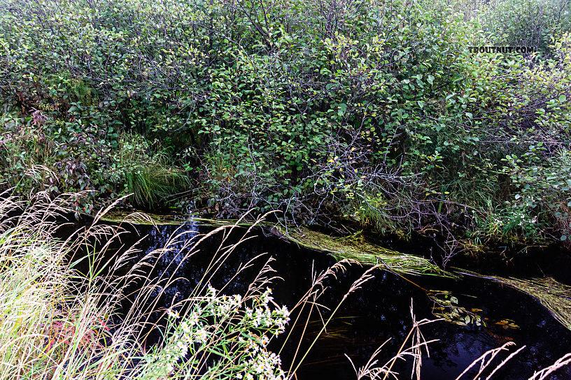 Not the most flyfishable spot From Mystery Creek # 56 in Wisconsin.