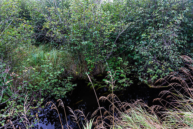  From Mystery Creek # 56 in Wisconsin.